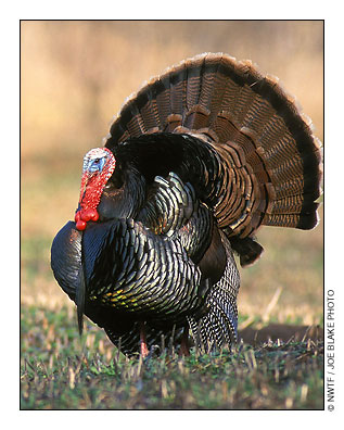 Wild Turkey